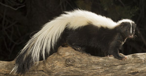 skunk